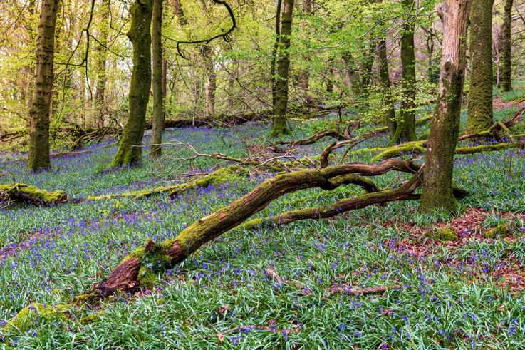 Bluebells flowers in Slieve Gullion Forest